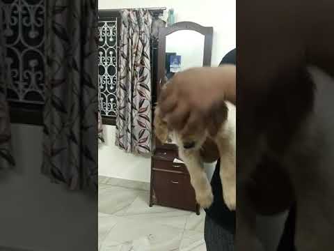Golden red river male and female 8072633148 in chennai (2)