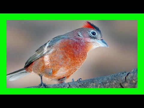 Pinka chochlatá červená (Coryphospingus cucullatus) — video o speve a chove
