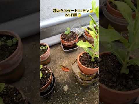 種からポットでレモンの木を育てるにはどうすればよいですか？  庭園