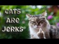 Cats are jerks 🐱 Try not to laugh