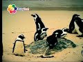 Safari Scrapbook Penguin