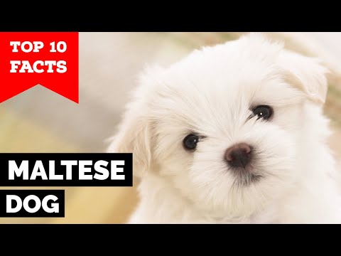 YouTube video about: What does a maltese cat look like?