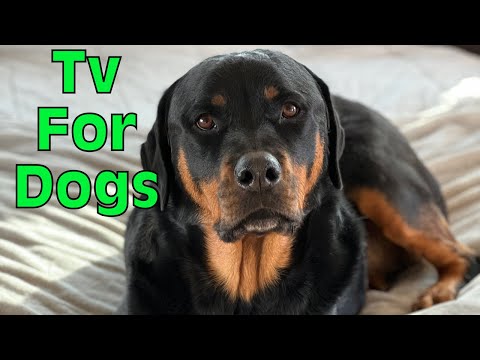 Tv for Dogs - The Rotty Channel