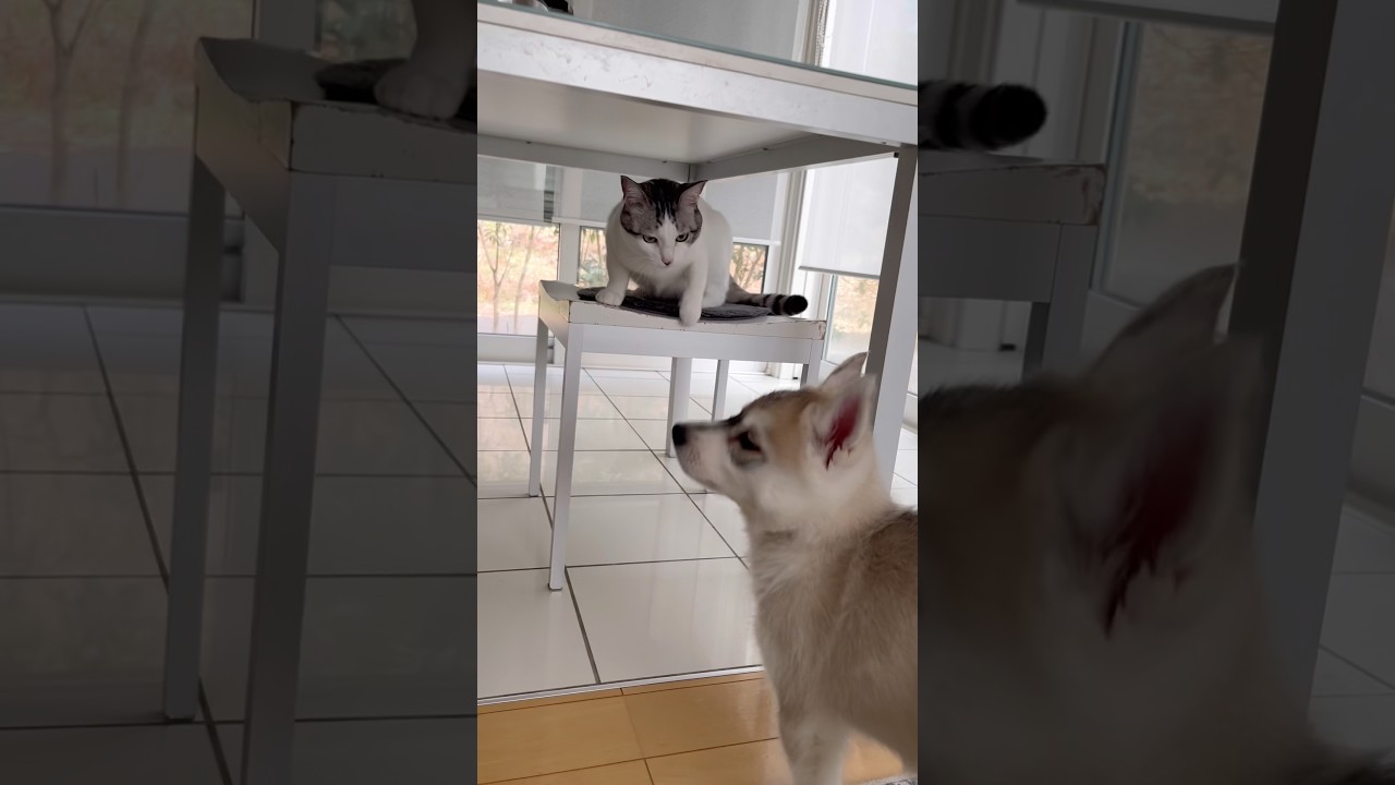 先住猫の遊びの誘いを無視する赤ちゃんハスキー #シベリアンハスキー #ハスキー #猫