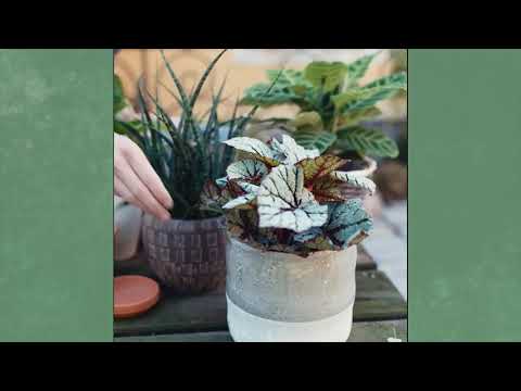 Gartln mit Starkl: Tipp - Zimmerpflanzen vermehren