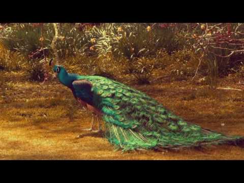 Slow Spirit - Good Bird (Official Video)