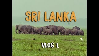 100 WILD ELEPHANTS - SRI LANKA VLOG 1