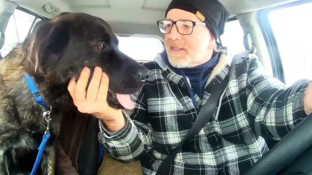 Enlarge Daisy, a ADOPTABLE mixed breed in Quincy, MI video 5/6