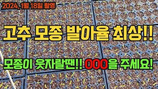 고추모종 웃자라면 이걸 주세요!! 고추모종 잘 기르는 방법!!! 1나무 1근 수확하는 고추파종!! 고추 농사…