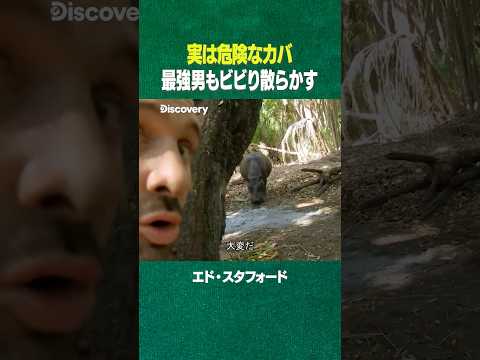 #shorts 実は最も危険な動物「カバ」(ディスカバリーチャンネル)