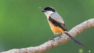 Download lagu SUARA BURUNG CENDET DAN GEMERICIK AIR MENGALIR mp3 Download lagu SUARA BURUNG CENDET DAN GEMERICIK AIR MENGALIR mp3