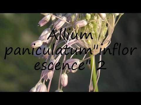 How to pronounce Allium paniculatum"inflorescence" 2 in English?