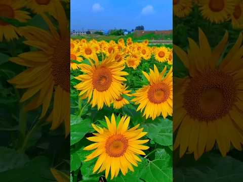 Sunflower garden.🌻 |#sunflower #garden #status #shorts