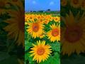 Sunflower Garden Sunflower Garden Status Shorts