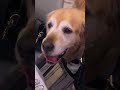 Dozer Gets Tuxed Up At The Four Seasons Hotel