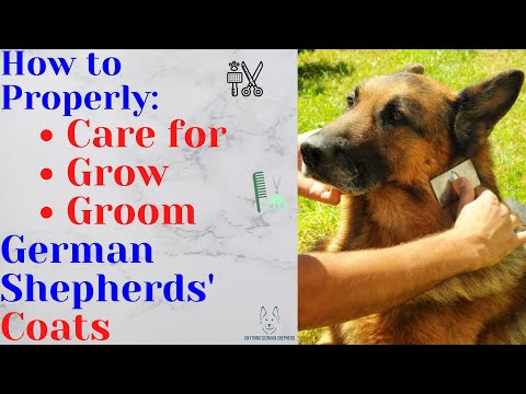 YouTube video about How to Take Good Care of Your Beloved King Shepherd?