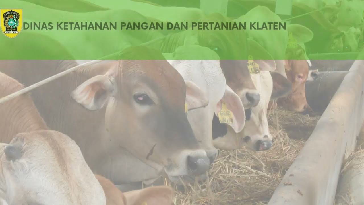 Apa sih PMK? ini pengertiannya..