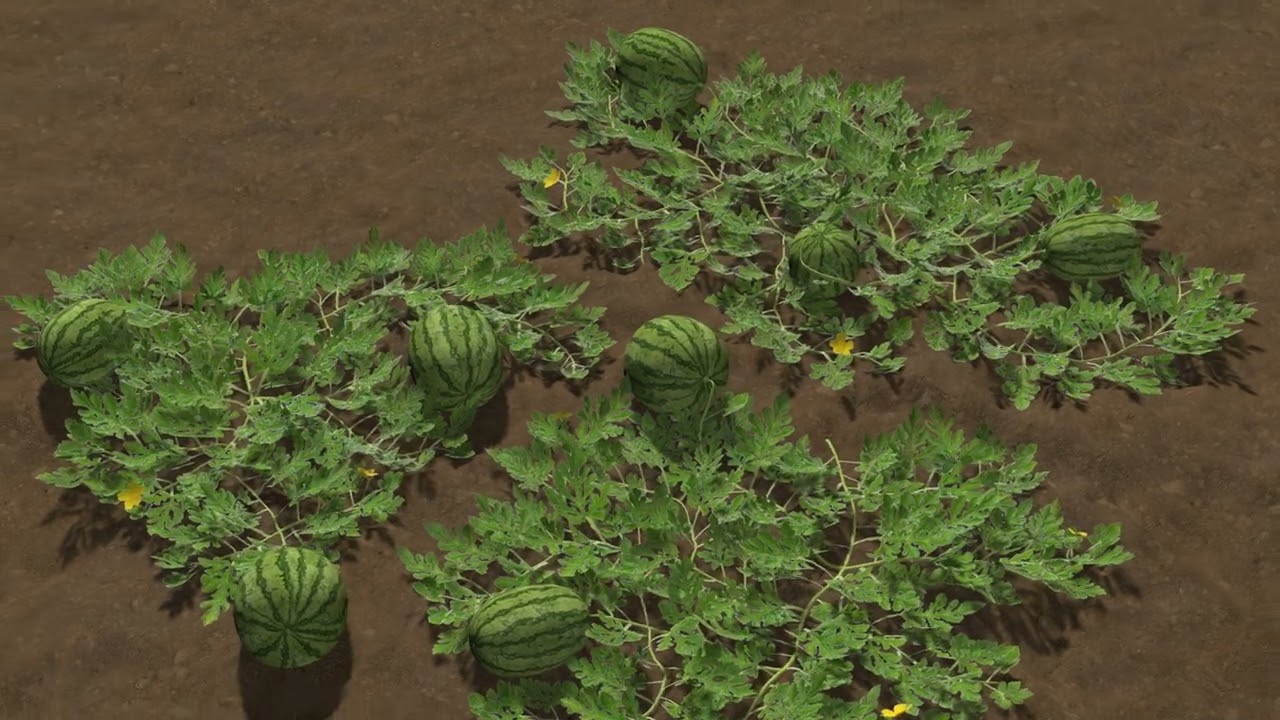 Watermelon plantation 3D Model