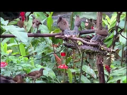 Gray-headed Chachalacas Waiting For The Panama Fruit Feeder To Be Refilled – Oct 18, 2020
