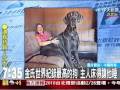 金氏世界紀錄最高的狗，主人床得讓牠睡