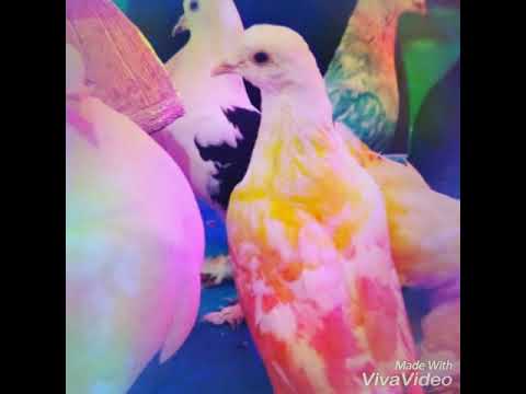 Kashmera Hazra Main ta tere sang