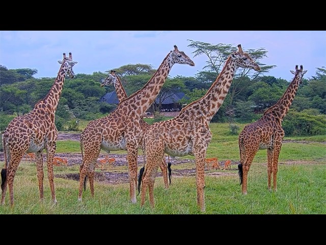 マサイマラ国立保護区・野生動物 @Mara Bushtops