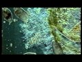 Hidden Worlds: POND LIFE