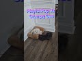 Playful Pup Vs Grumpy Gus #malshi #puppy #cute #teacup #maltipoo #teacupdog #yorkie #dogvoiceover