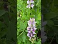 Lupin Blue Javelin in bloom #love #summer #flowers #garden