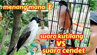 Download lagu Suara kutilang vs suara cendet ternyata ini yang lebih unggul mp3 Download lagu Suara kutilang vs suara cendet ternyata ini yang lebih unggul mp3
