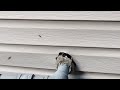 Yellow Jackets Nest in a Small Opening Around Utility Pipe in Middlesex, NJ