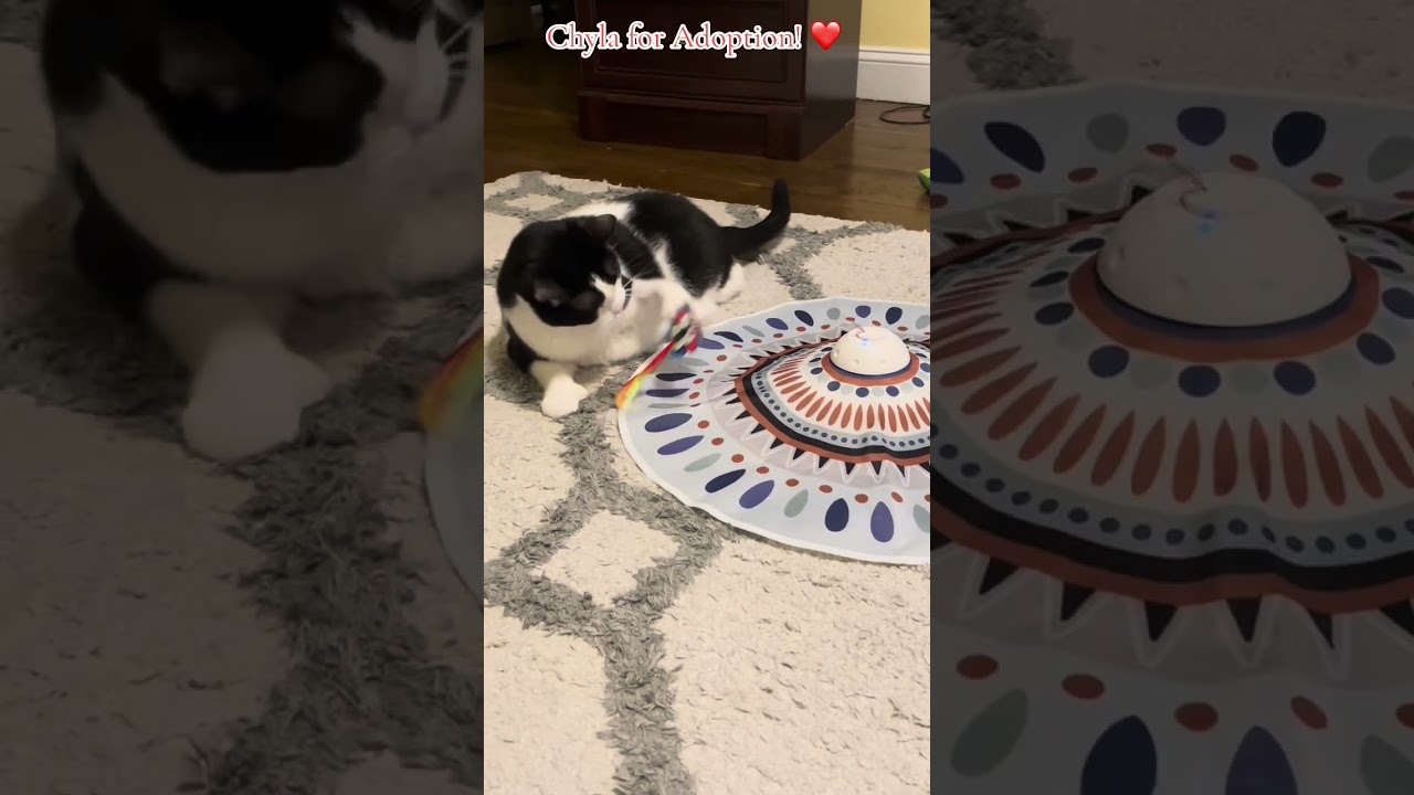 Chyla, a ADOPTABLE Domestic Short Hair in Greenburgh, NY video 6/6