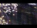SAKURA NAGASHI 桜流し - 宇多田ヒカル (Quiet Version) - (Sam ...