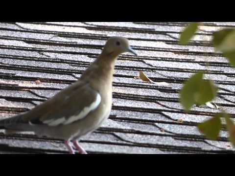 nature in my backyard episode 154 (HD)