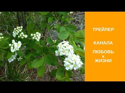 ТРЕЙЛЕР канала ЛЮБОВЬ к ЖИЗНИ