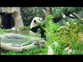 Panda Tales Gao Gao S Blues SONG