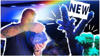 New Acropora Frags from Reef Secrets | Red Sea Reefer 3XL 900 | 240 gallon Mixed Reef Tank