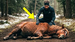 Man Finds a Wild Mustang Near Death and What Happens Next Will Surprise You