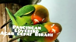 Download lagu Suara pancingan lovebird kawin mp3 Download lagu Suara pancingan lovebird kawin mp3