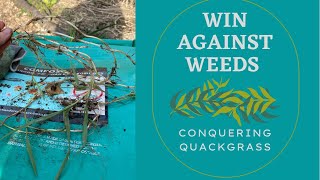 Conquering Quackgrass and More: Get Ahead of Pesky W**ds Now!