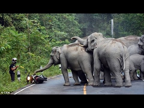 Bầy Voi Trả Thù ( - NatGeo Tiếng Việt)