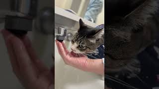 ず〜〜〜っと水飲むネコ