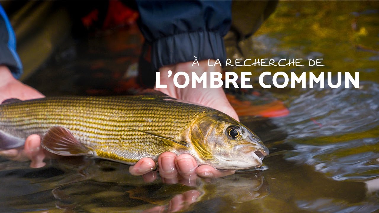 OMBRES COMMUNS à la mouche : la pêche reine de l'arrière-saison !