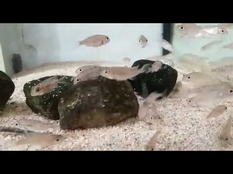 MALAWI CICHLIDS |Aulonocara kandeensis |Baby AULONOCARA KANDEENSE|African Cichlids| CICLIDI AFRICANI