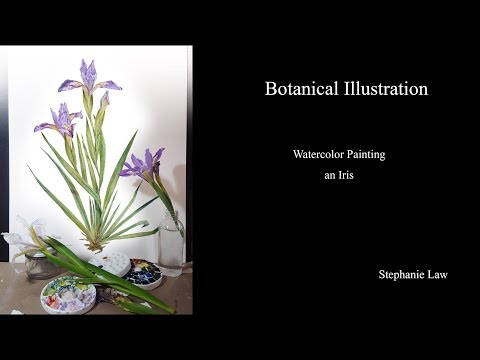 , title : 'Botanical Illustration - Watercolor Painting An Iris