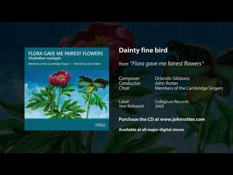 Video thumbnail for Dainty fine bird