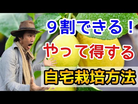 鉢植えのレモンの木はどのくらいの温度に耐えることができますか?冬に取り込んだほうがいいでしょうか？  庭園