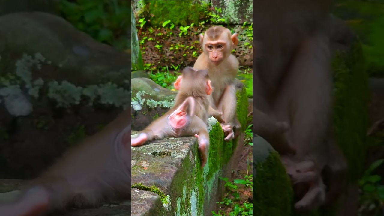 Adorable Cute Baby Lynx Walking To Brother Luno