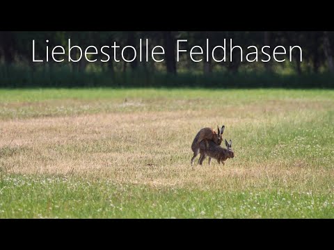 Liebestolle Feldhasen - die Häsin wälzt sich vor dem Hasen, und eine Frage!
