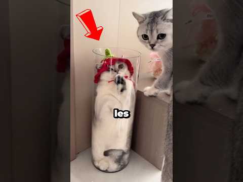 Les chats sont faits de liquide 😱 #chat #shorts